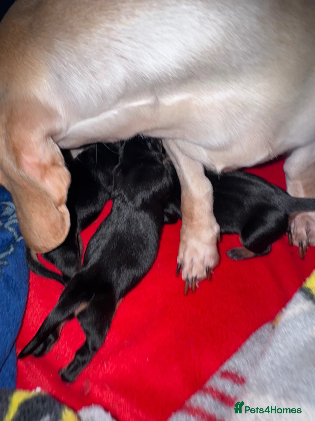 Miniature Dachshund dogs for sale: KC Registered Miniature Smooth Black and Tan boys! - Advert 6