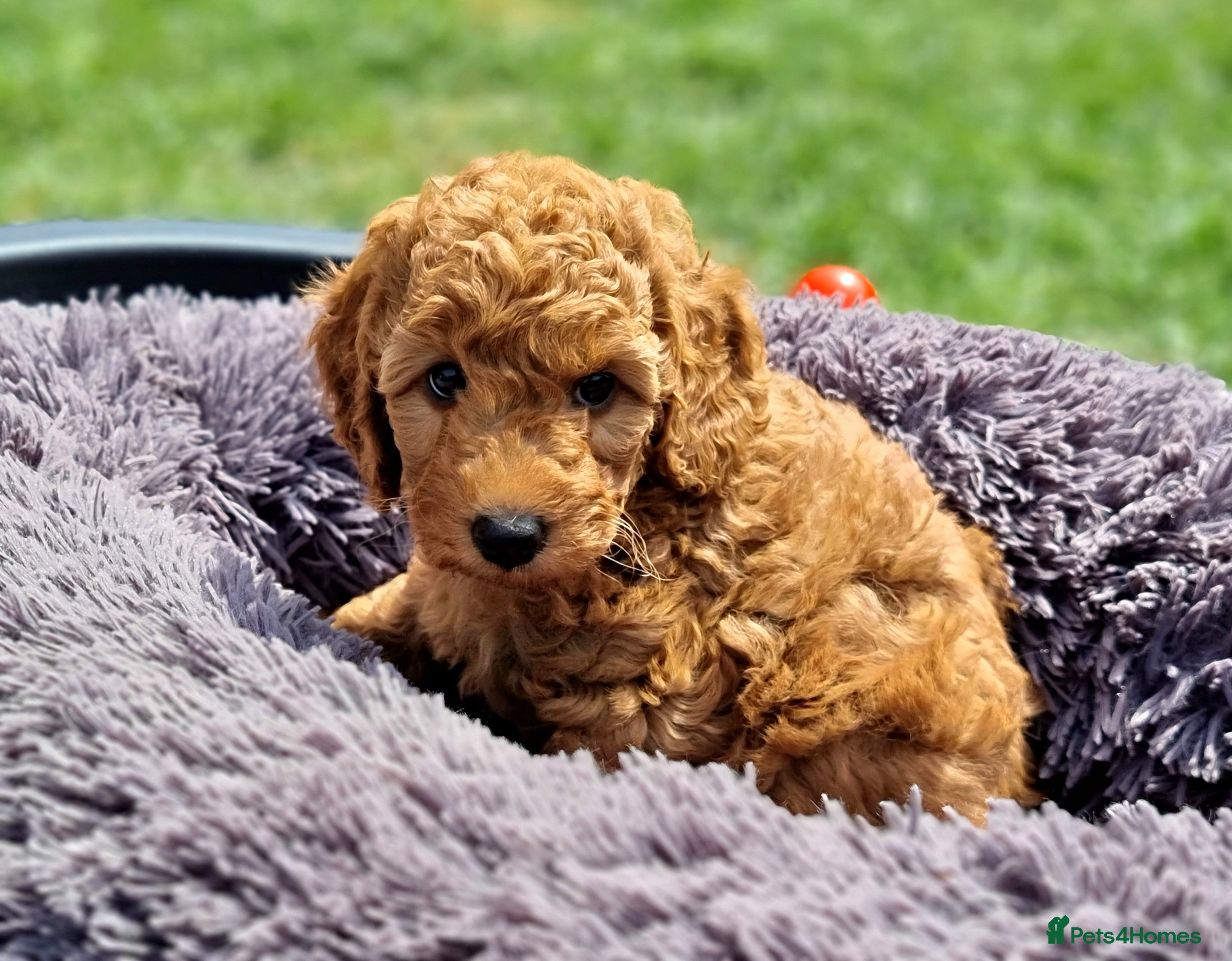 Miniature Poodle dogs Exceptional KC Miniature Poodles - Advert 9