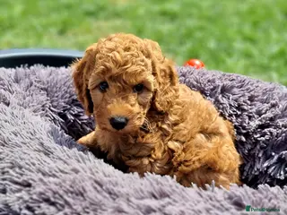 Miniature Poodle dogs Exceptional KC Miniature Poodles - Advert 9