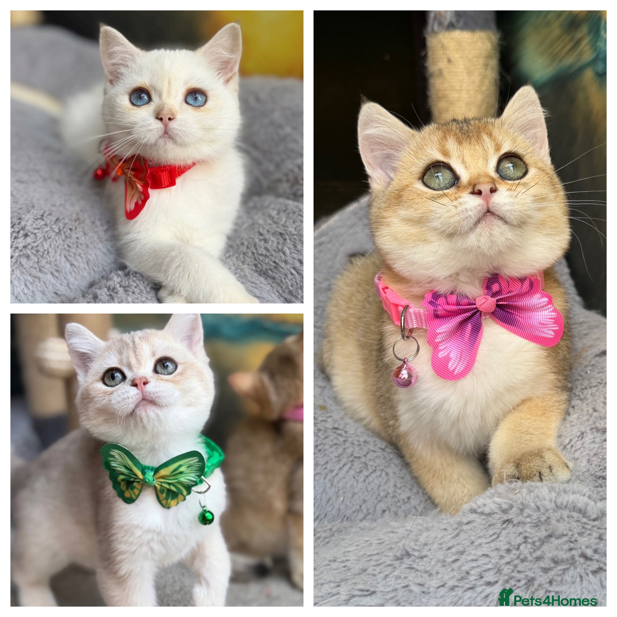 British Shorthair cats Adorable British Shorthair golden kittens   - Advert 5