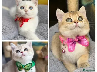 British Shorthair cats Adorable British Shorthair golden kittens - Advert 5