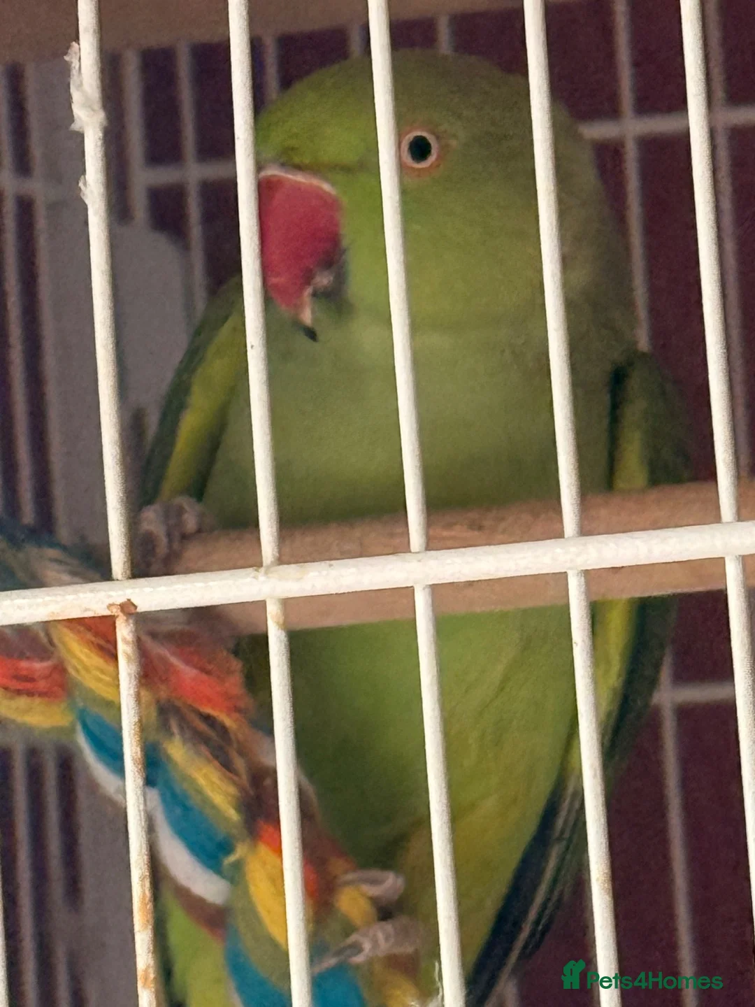 Ringnecks birds for sale:  ringneck  in Wolverhampton - Advert 2