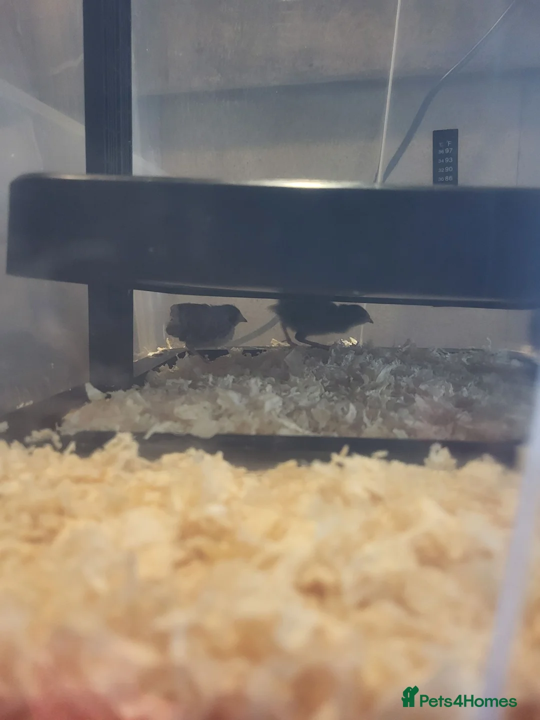 Quail poultry for sale: Button quail and coturnix quail  - Advert 8