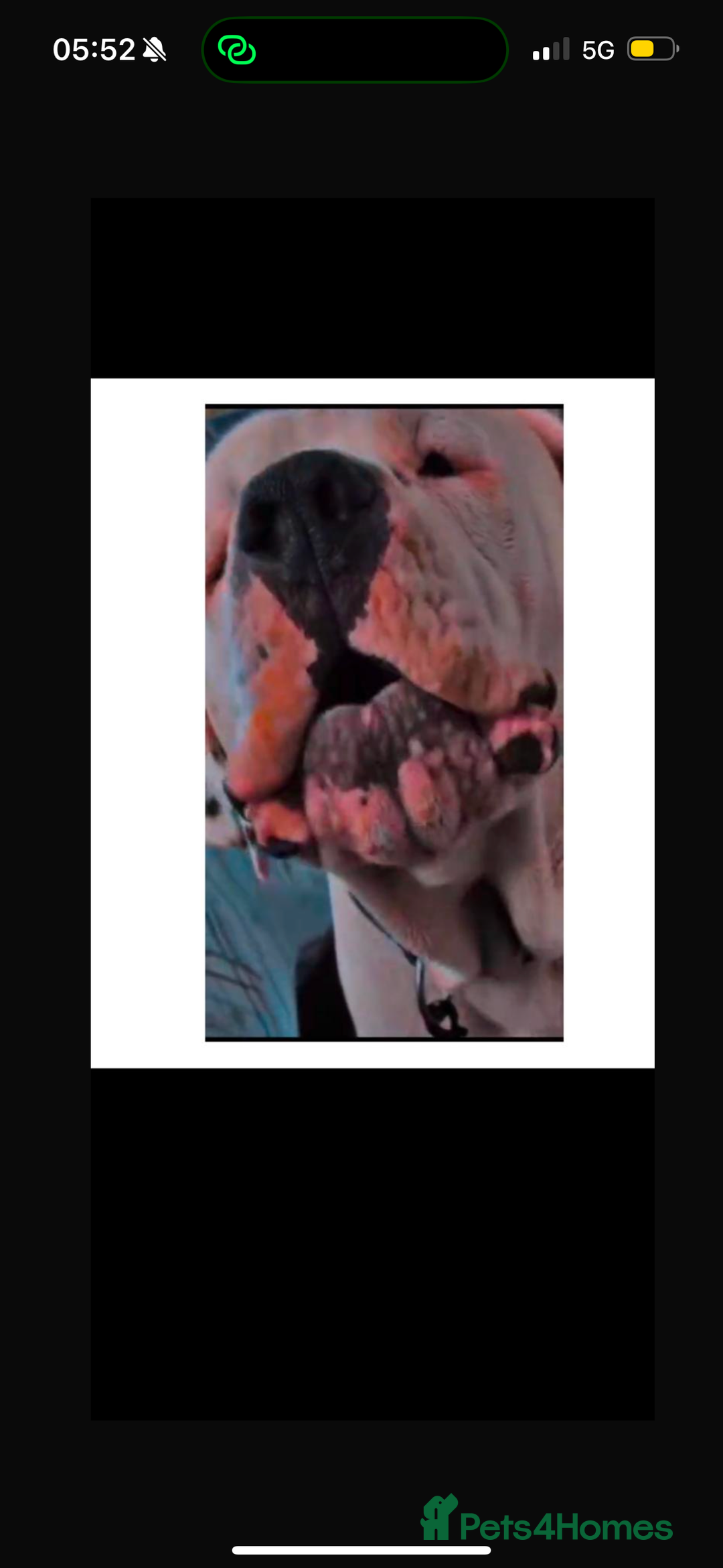 Mixed Breed dogs for sale: Pakistani Bully Kutta - Image 3