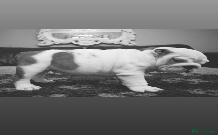 English Bulldog dogs - Advert 2