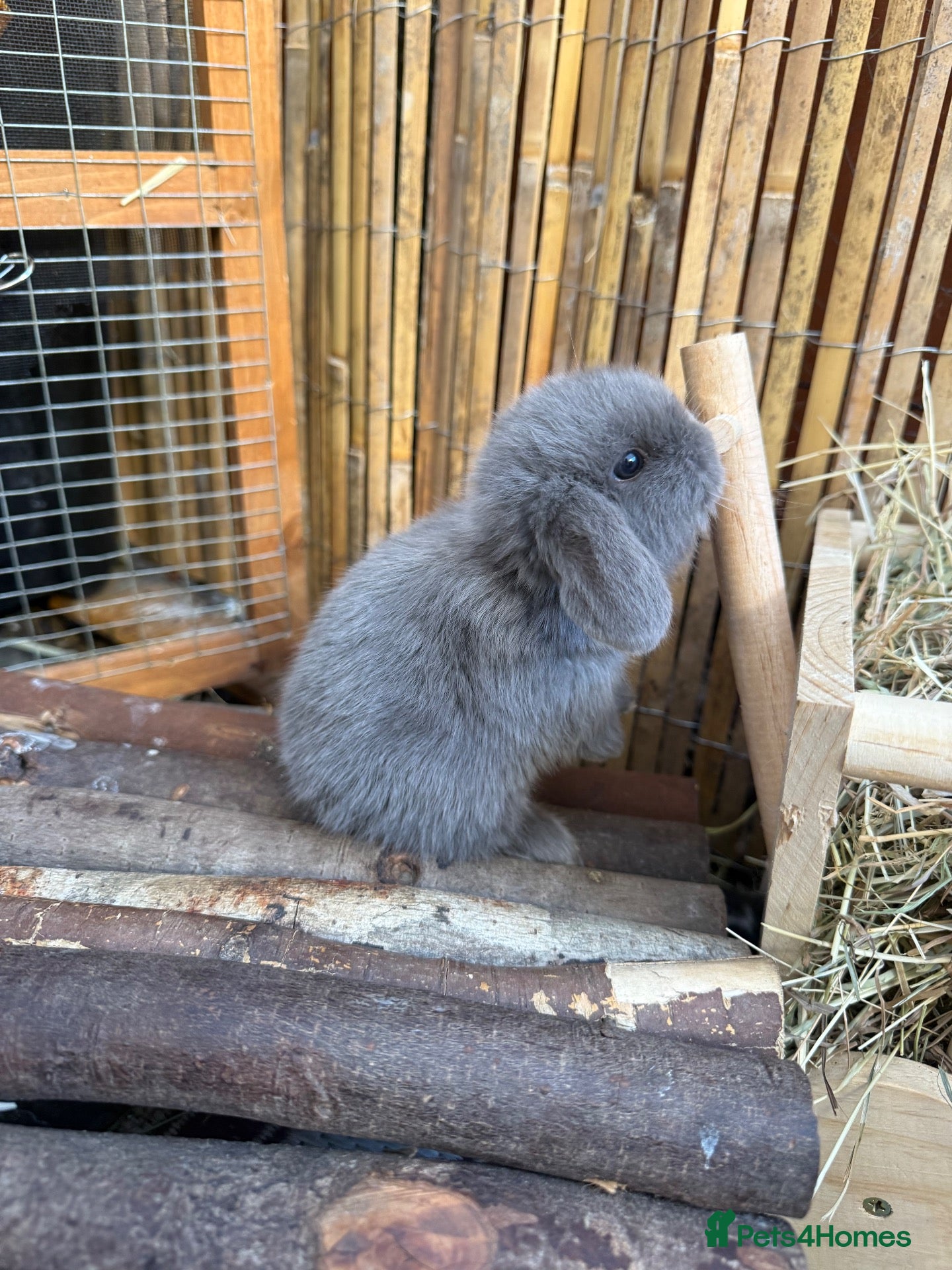 Mini Lop rabbits 5 x Pure Mini Lop Bucks 🩶 - Advert 2