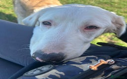 Mixed Breed dogs for adoption: TESS the big softie  - Image 5