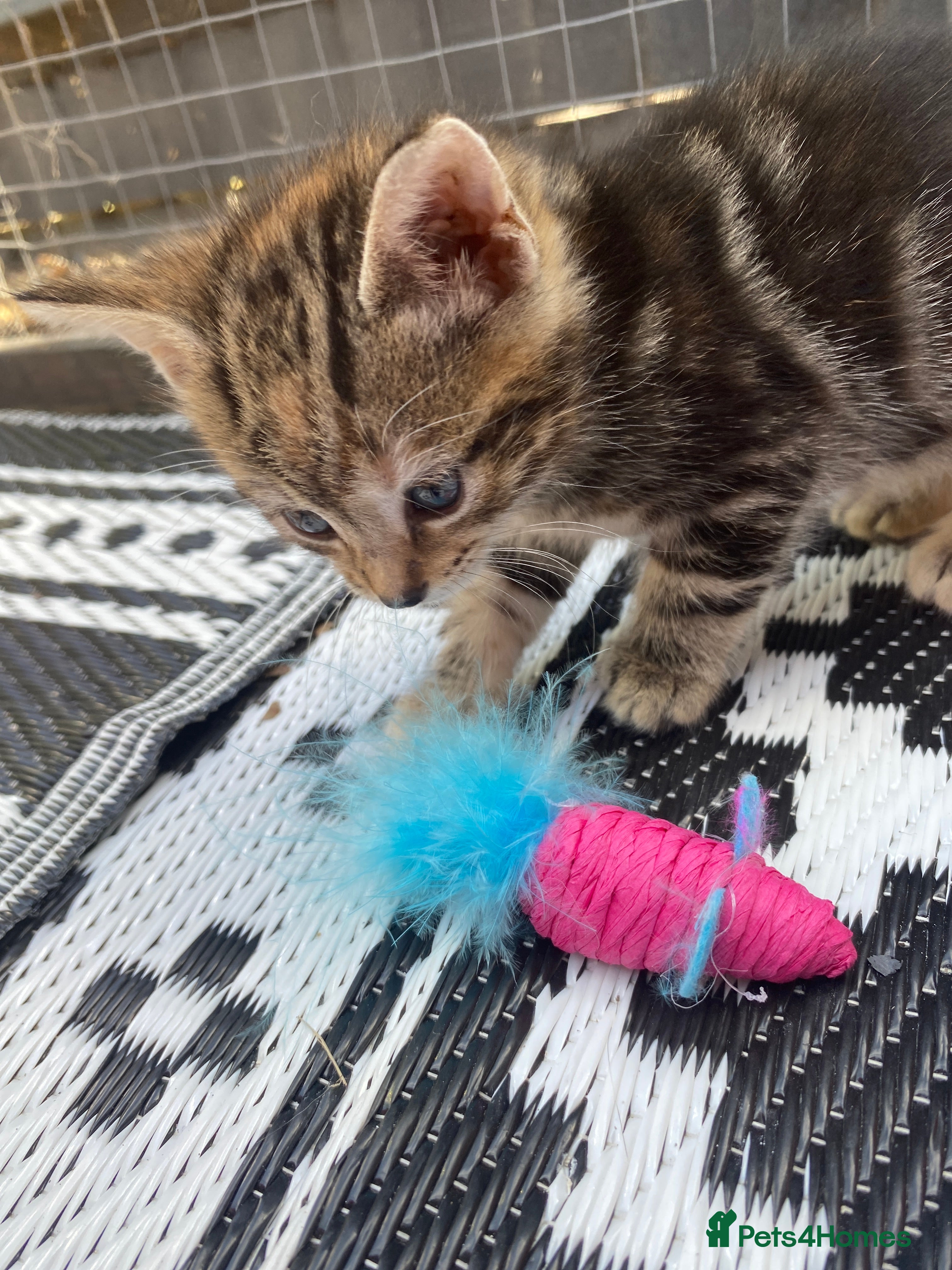 Mixed Breed cats Bengal x American shorthairxBombay kittens 🐱  - Advert 11