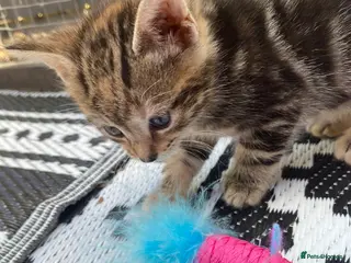 Mixed Breed cats Bengal x American shorthairxBombay kittens 🐱 - Advert 11