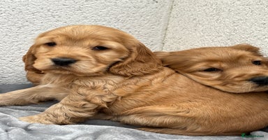 Cocker Spaniel dogs - Advert 11