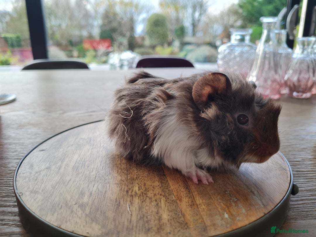 Guinea Pig rodents for sale: Baby guinea pigs for sale - Advert 33