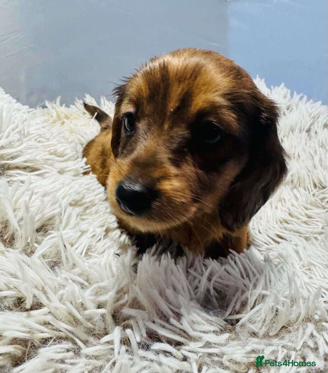 Miniature Dachshund dogs for sale: Beautiful minature dachshunds  - Advert 5