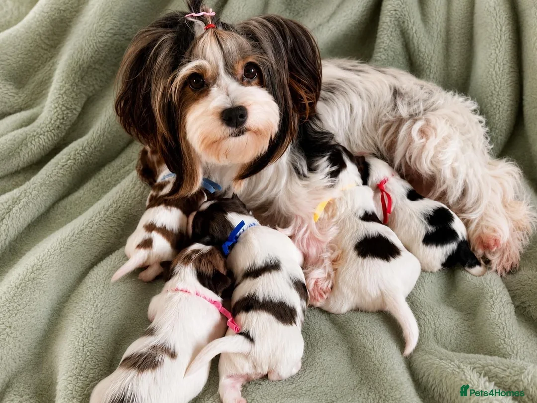 Yorkshire Terrier dogs for sale: Quality Rare Biewer Yorkie puppies\DNA\Pedigree  - Advert 2