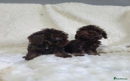 Cavapoo dogs for sale: *VIDEOS* F1b Cavapoos. Chocolate & Tan. DNA tested - Image 11
