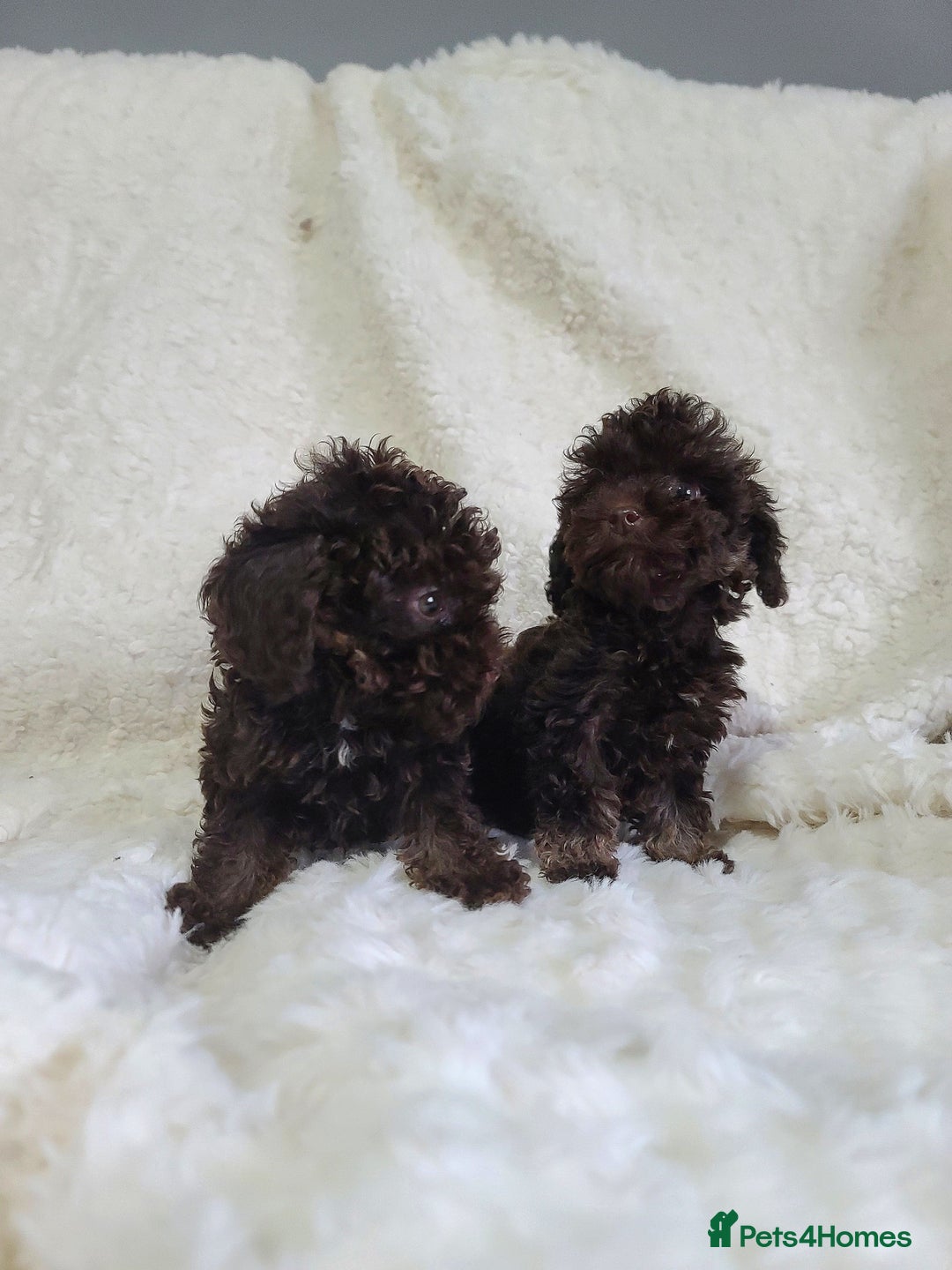 Cavapoo dogs for sale: *VIDEOS* F1b Cavapoos. Chocolate & Tan. DNA tested - Image 11