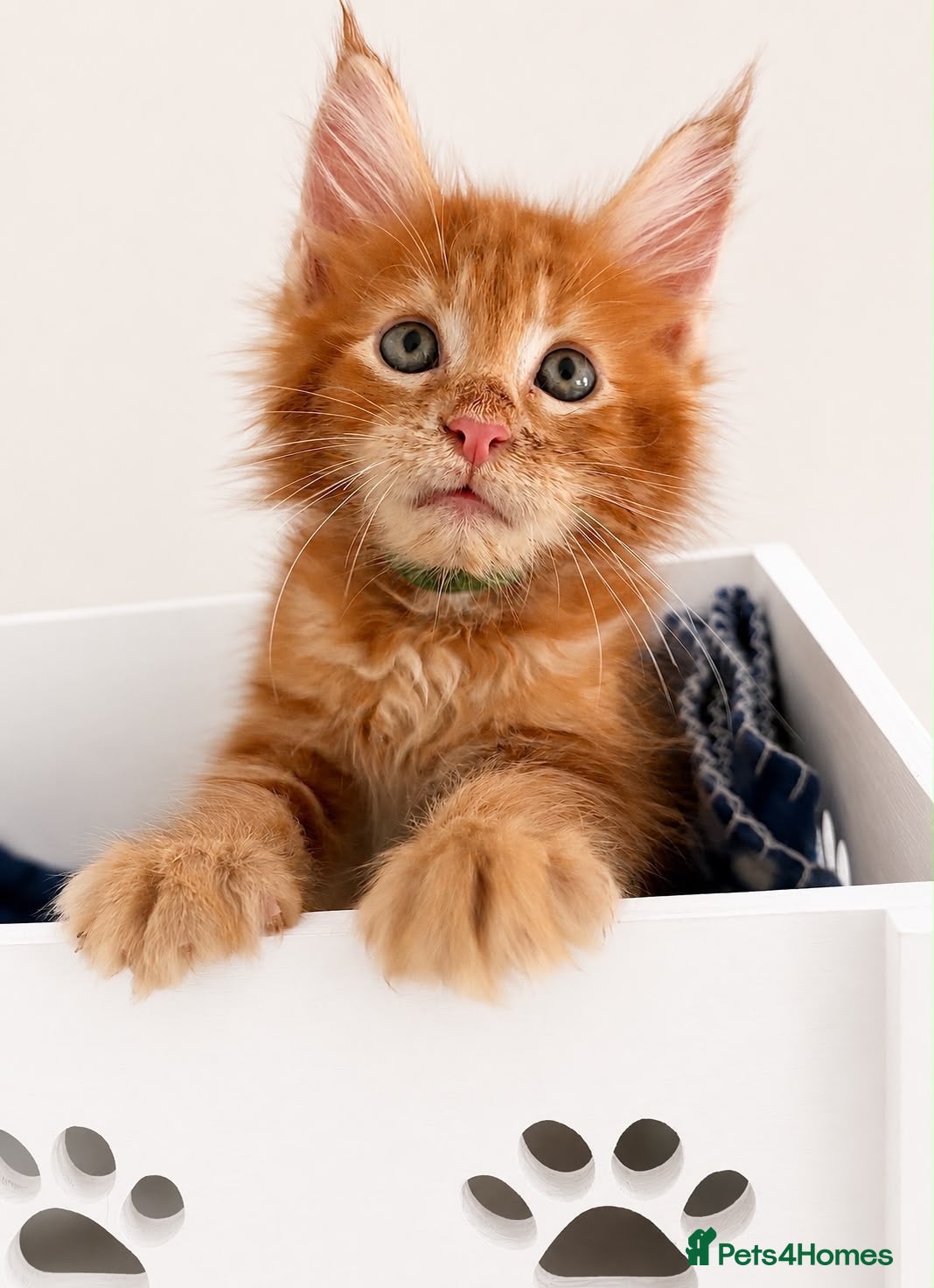 Maine Coon cats Ready Now: TICA Enabled Ginger Maine Coon Kittens  - Advert 1