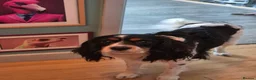 Cockalier dogs for sale: Cavalier king Charles spaniel x cocker spaniel  - Advert 1