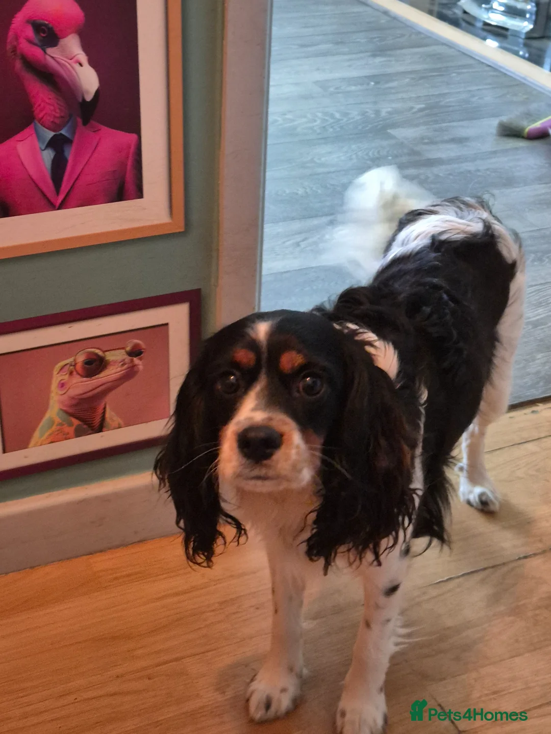 Cockalier dogs for sale: Cavalier king Charles spaniel x cocker spaniel  - Advert 1