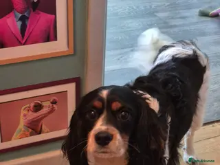 Cockalier dogs Cavalier king Charles spaniel x cocker spaniel - Advert 2
