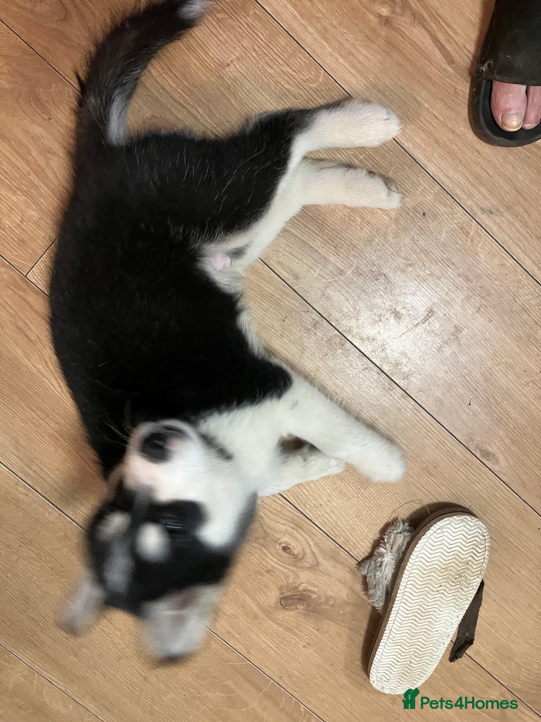 Siberian Husky dogs for sale: Beautiful husky puppies ready for their new homes  - Advert 5