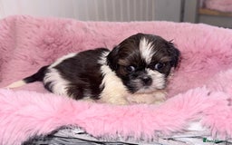 Shih Tzu dogs for sale: 3 Beautiful Shih Tzu girls left 🐶⭐️ - Advert 19