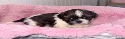 Shih Tzu dogs for sale: 1 Beautiful Shih Tzu girl left 🐶⭐️ - Advert 19