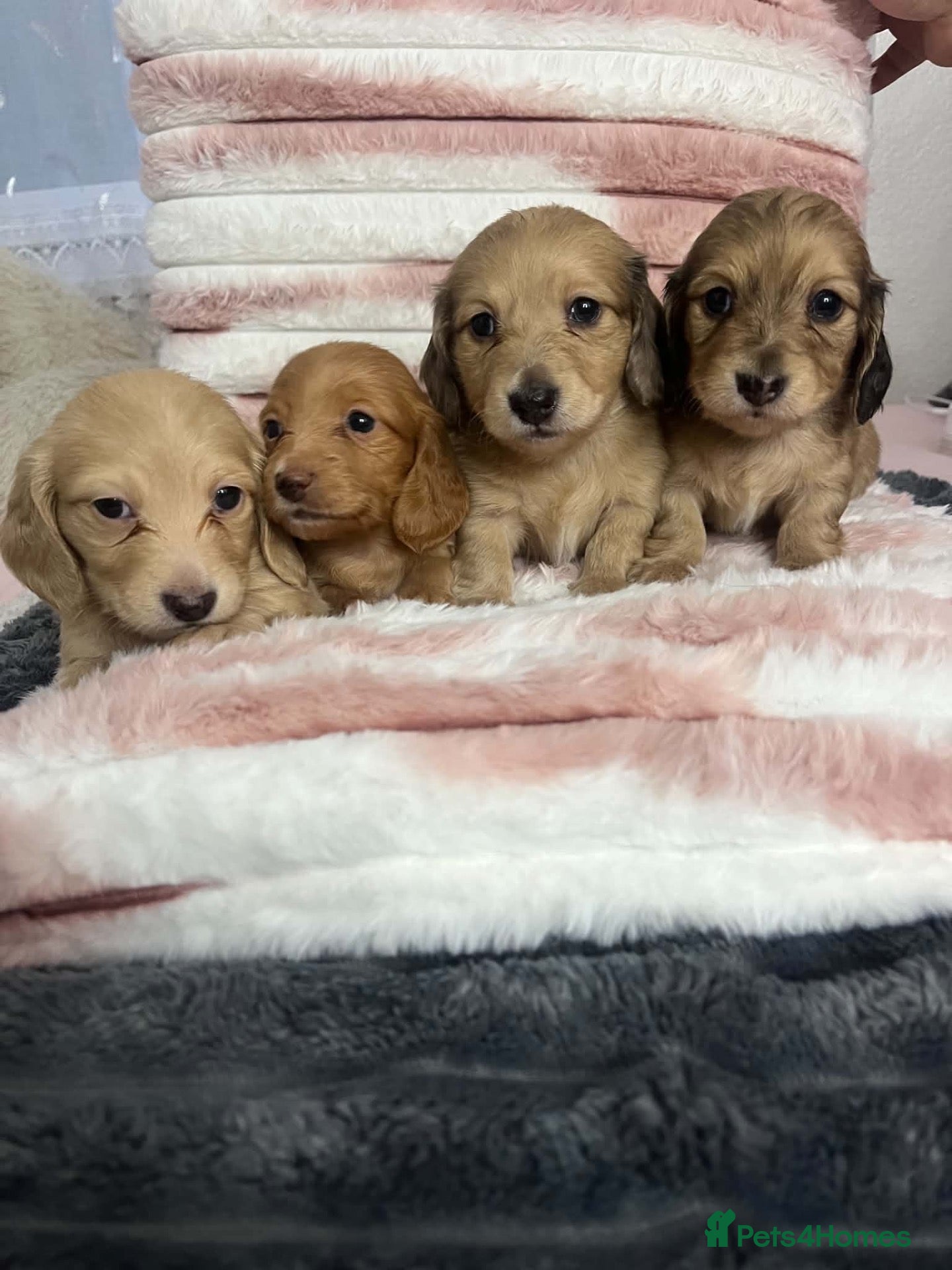 Dachshund dogs for sale: Long hair dachshund  - Advert 18