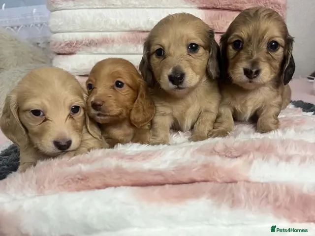 Dachshund dogs for sale: Long hair dachshund - Advert 18
