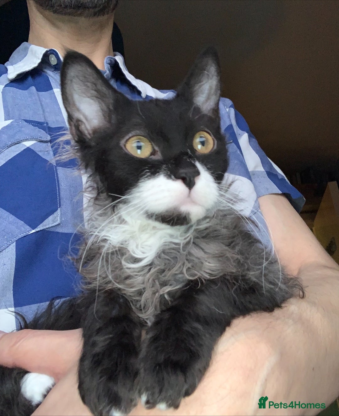 LaPerm cats for sale: Sweet LaPerm Kitten - Advert 2