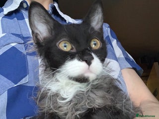 LaPerm cats Sweet LaPerm Kitten - Advert 1