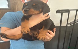 Dobermann dogs for sale: Doberman x Rottweiler pups  - Image 3