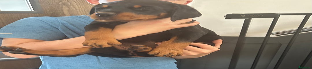 Dobermann Puppy 2