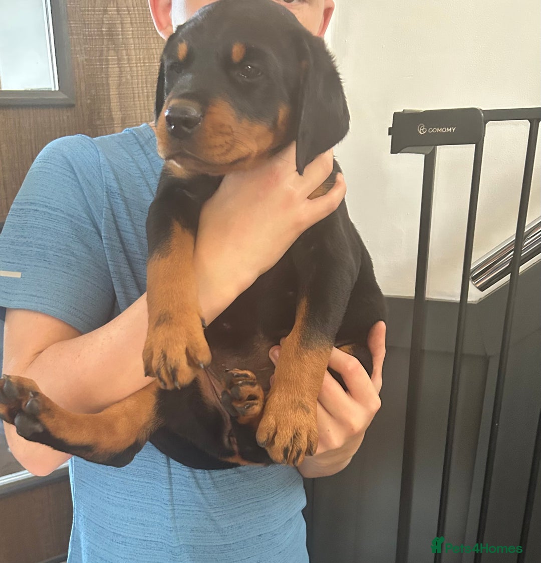 Dobermann dogs for sale: Doberman x Rottweiler pups  - Image 3