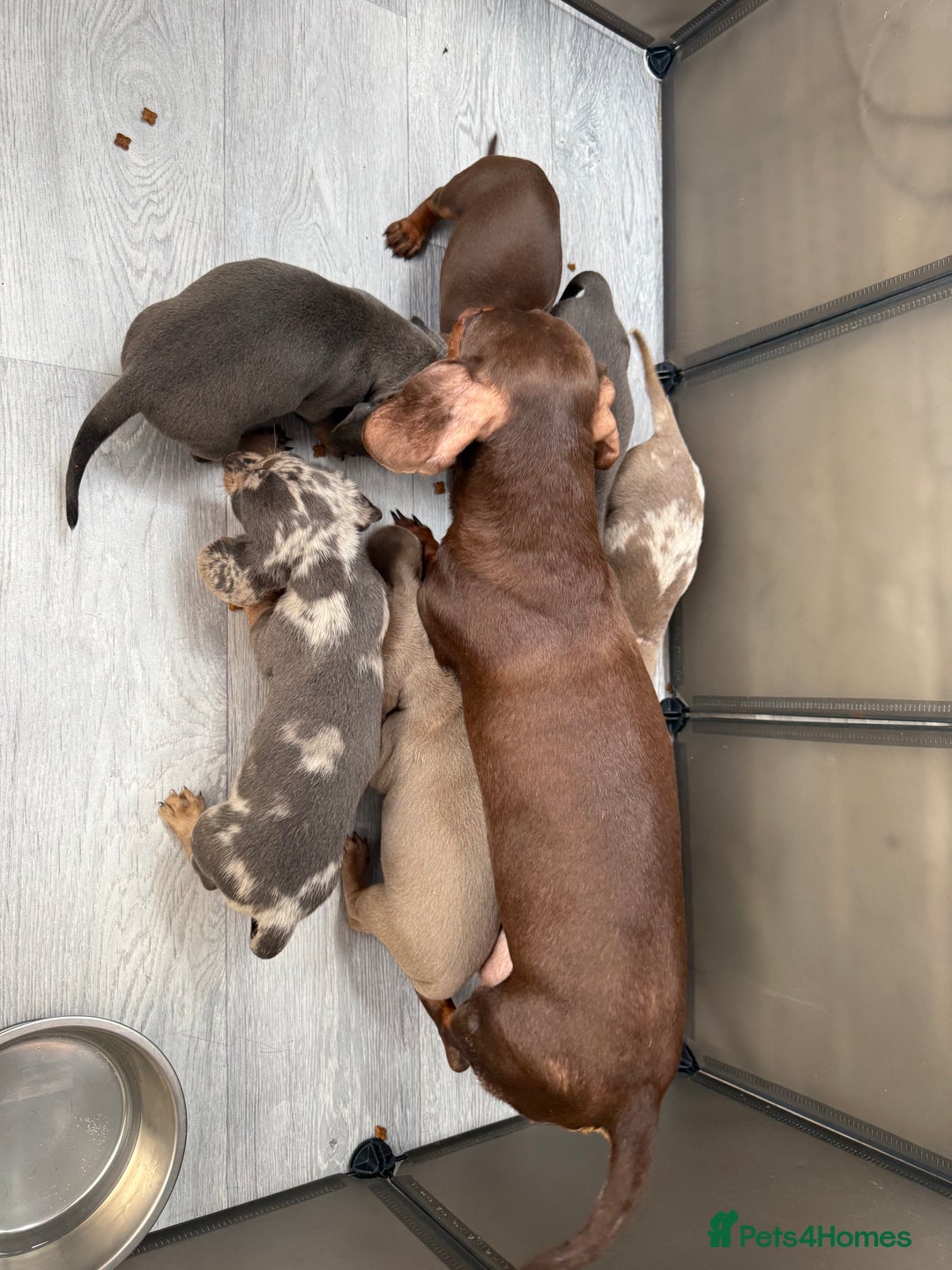 Miniature Dachshund dogs for sale: Miniature Dachshund  - Image 9