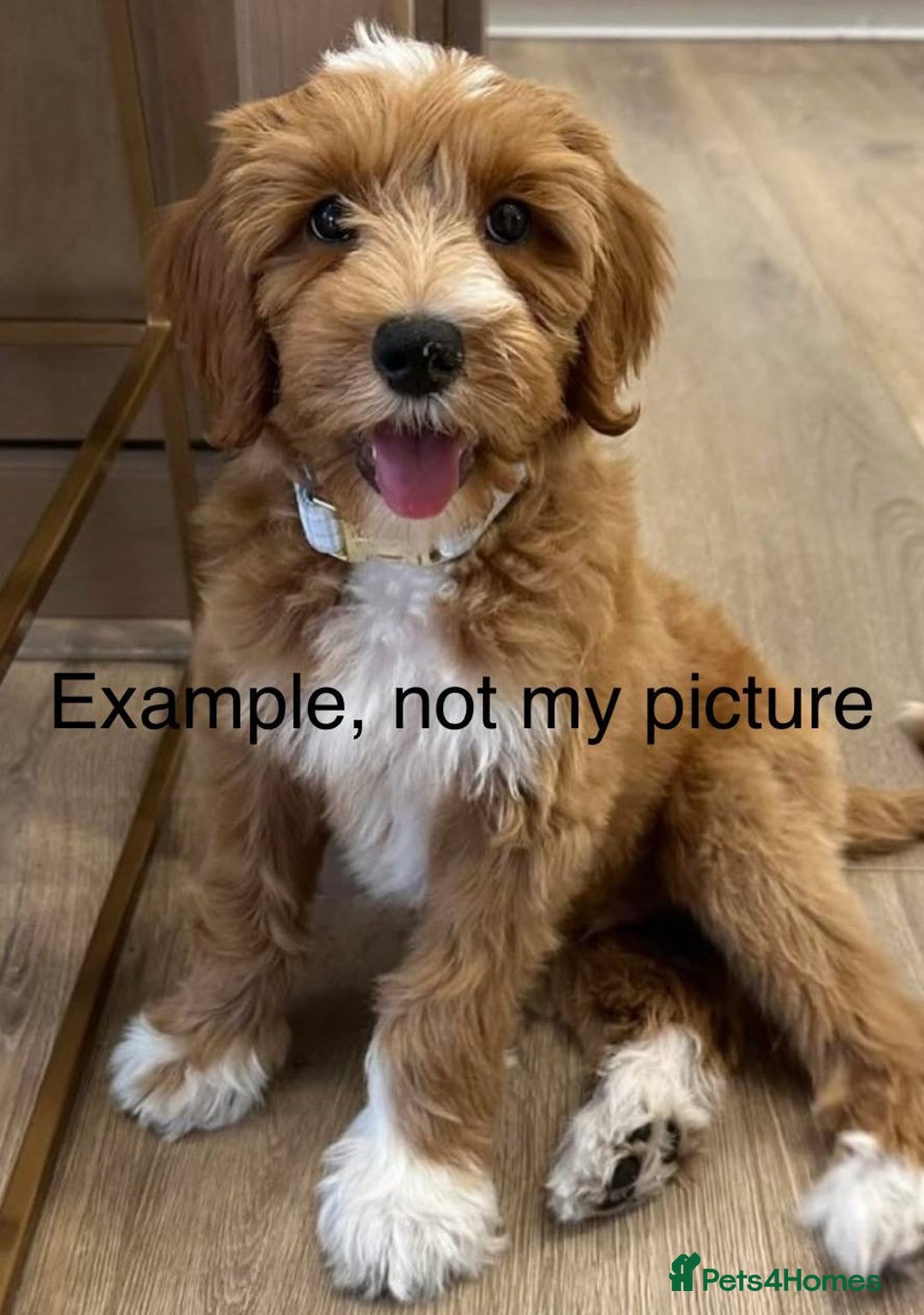 Goldendoodle dogs for sale: F1 Goldendoodle Puppies Expected – Early November - Image 2
