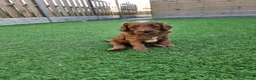 Goldendoodle dogs for sale: Red and white F1b miniature goldendoodle, last boy - Advert 2
