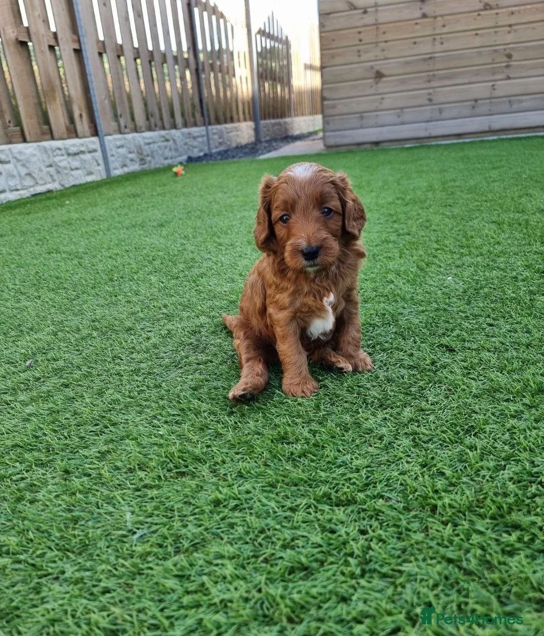Goldendoodle dogs for sale: Red and white F1b miniature goldendoodle, last boy - Advert 2