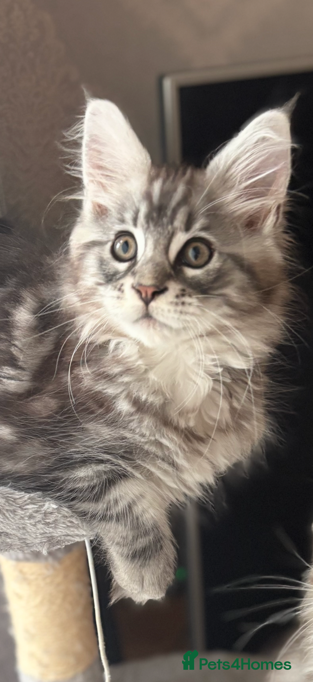 Maine Coon cats for sale: Ready to leave quality Maine coon kittens - Advert 35