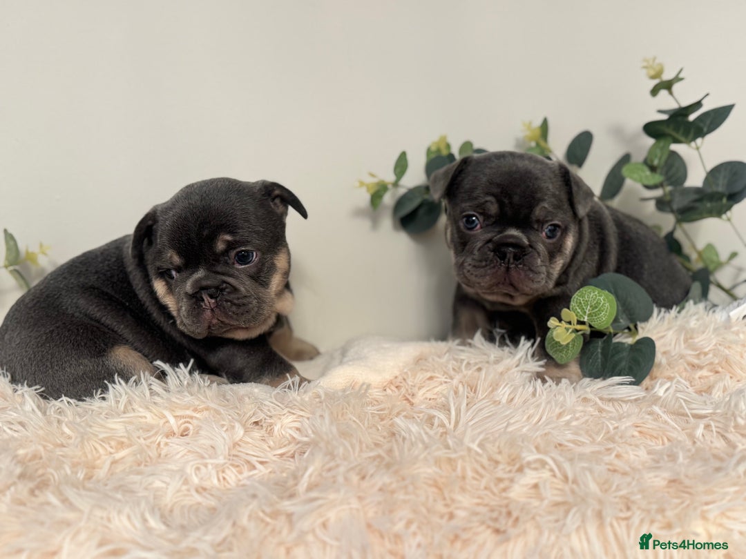 French Bulldog dogs for sale: Beautiful KC Registered French Bulldog Boys  - Advert 10