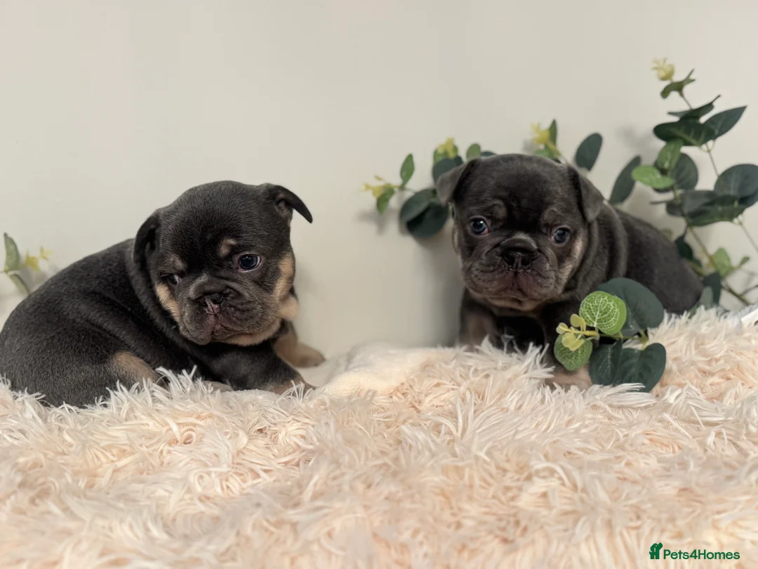 French Bulldog dogs for sale: Beautiful KC Registered French Bulldog Boys  - Advert 10