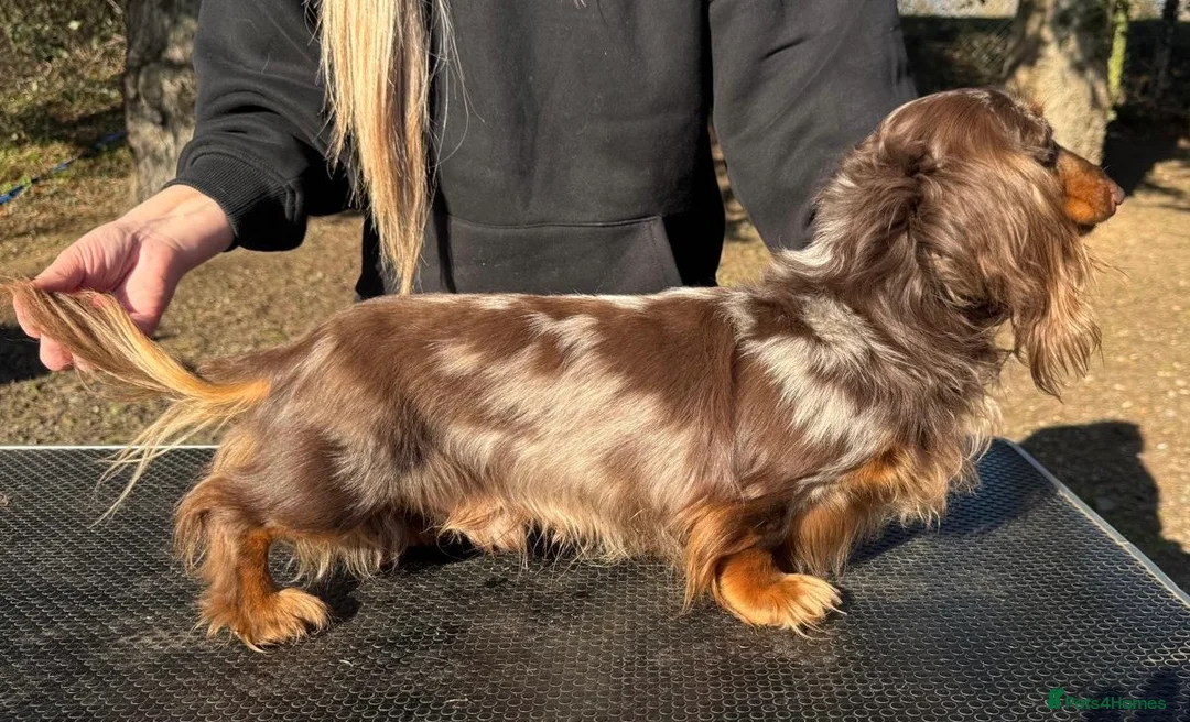 Dachshund dogs for stud: *STUD* Minature Long Haired Dachshund PRA 1 Clear in Waltham Abbey - Advert 4