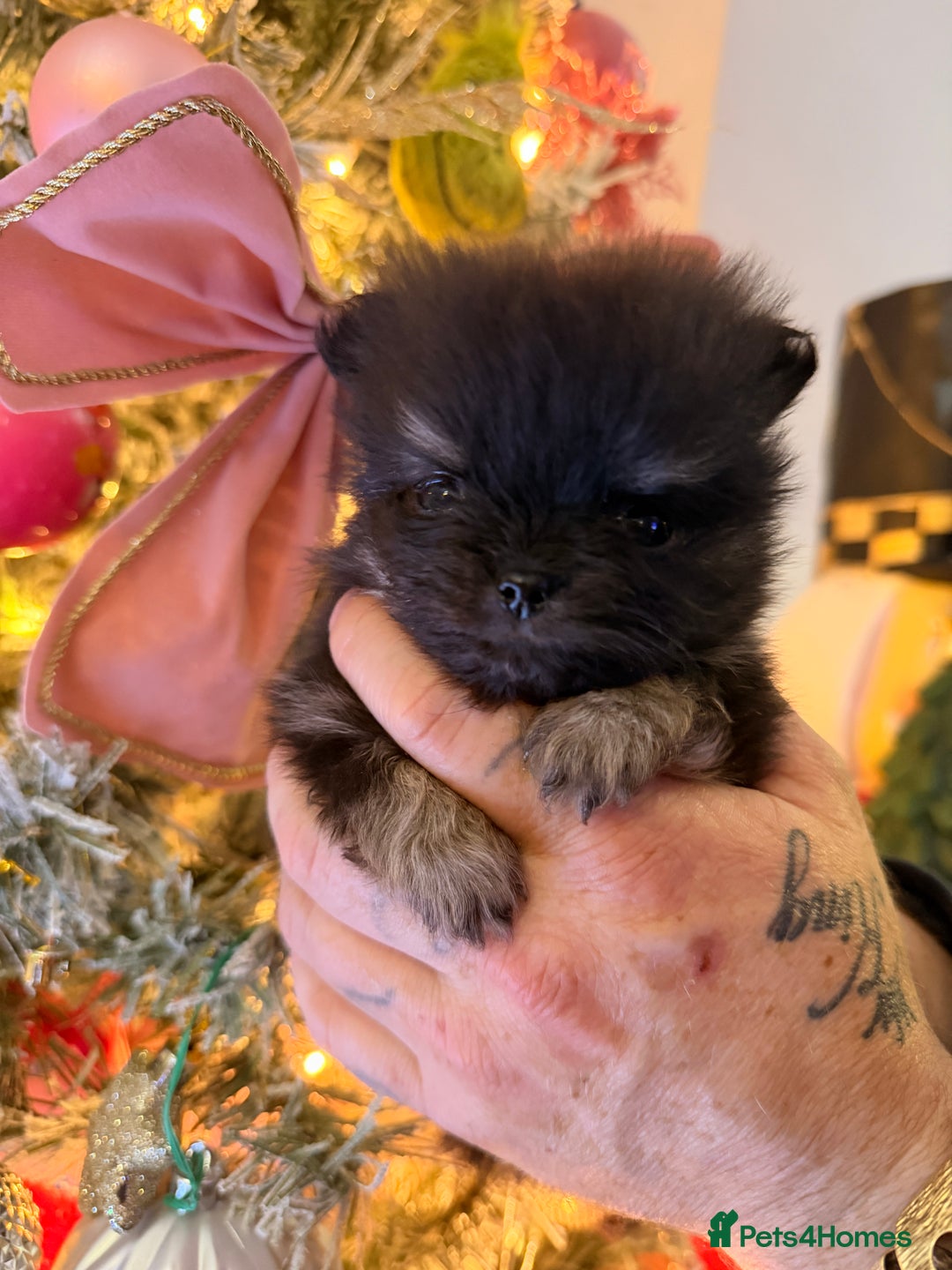 Pomeranian dogs for sale: Pomeranian puppys  - Advert 7