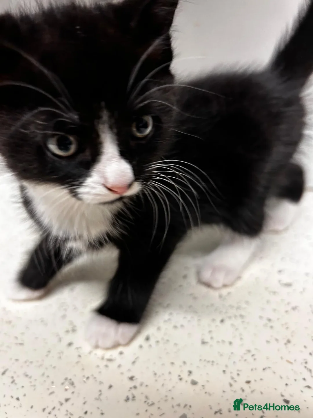 Mixed Breed cats for sale: 2 kittens looking for a home, one male, one female - Advert 2