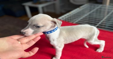 Whippet dogs - Advert 7