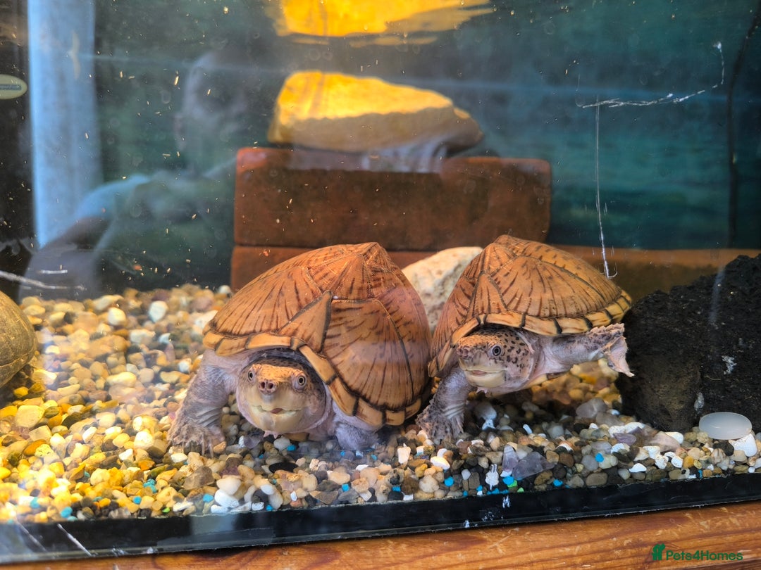 Turtle reptiles for sale: 2xRazor backed turtle male and female - Image 2
