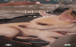 Chihuahua dogs for stud: Patch leigh gabriel -Davies  - Image 1