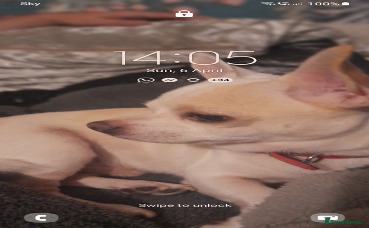 Chihuahua dogs - Advert 6