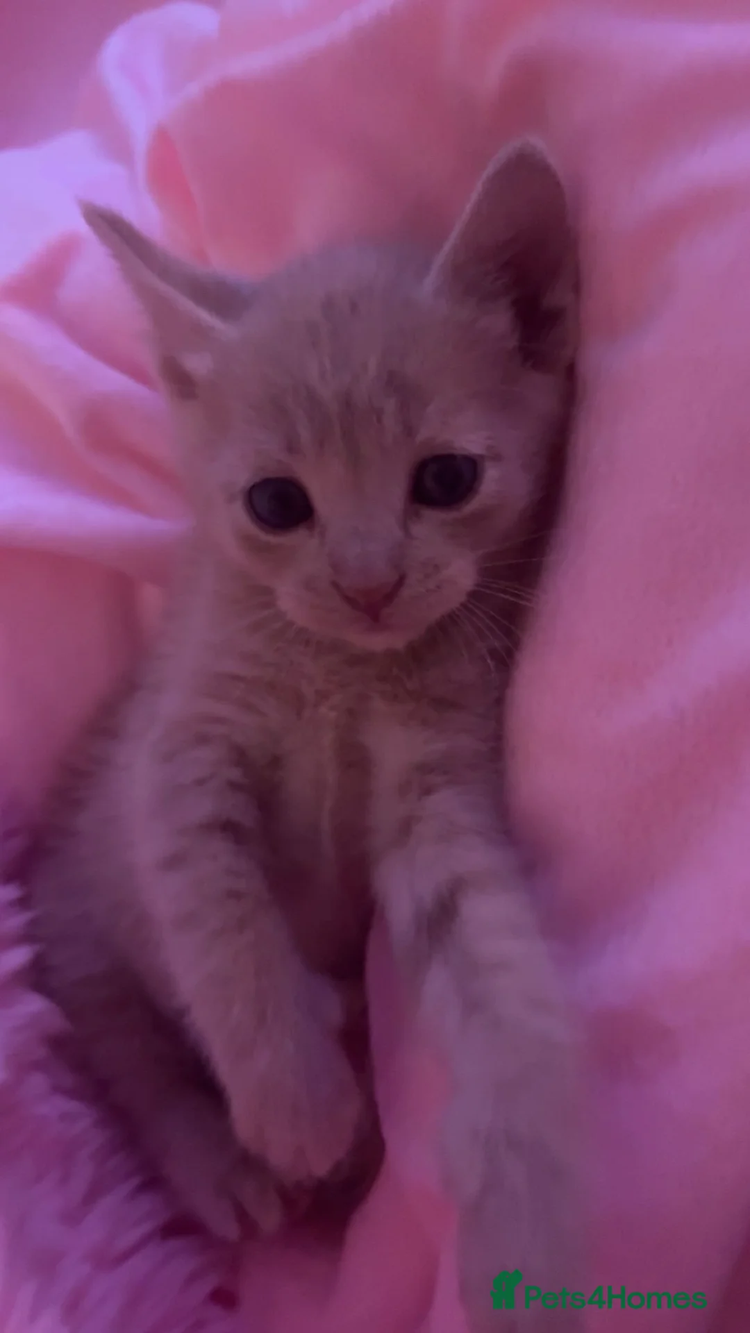 Ragdoll cats for sale: Beige ginger kitten  - Advert 2