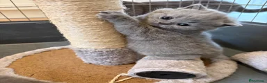 Female Blue British Shorthair Kitten 4