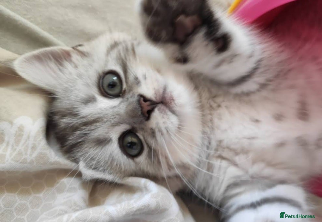 British Shorthair cats for sale: Beautiful British kittens - Image 7